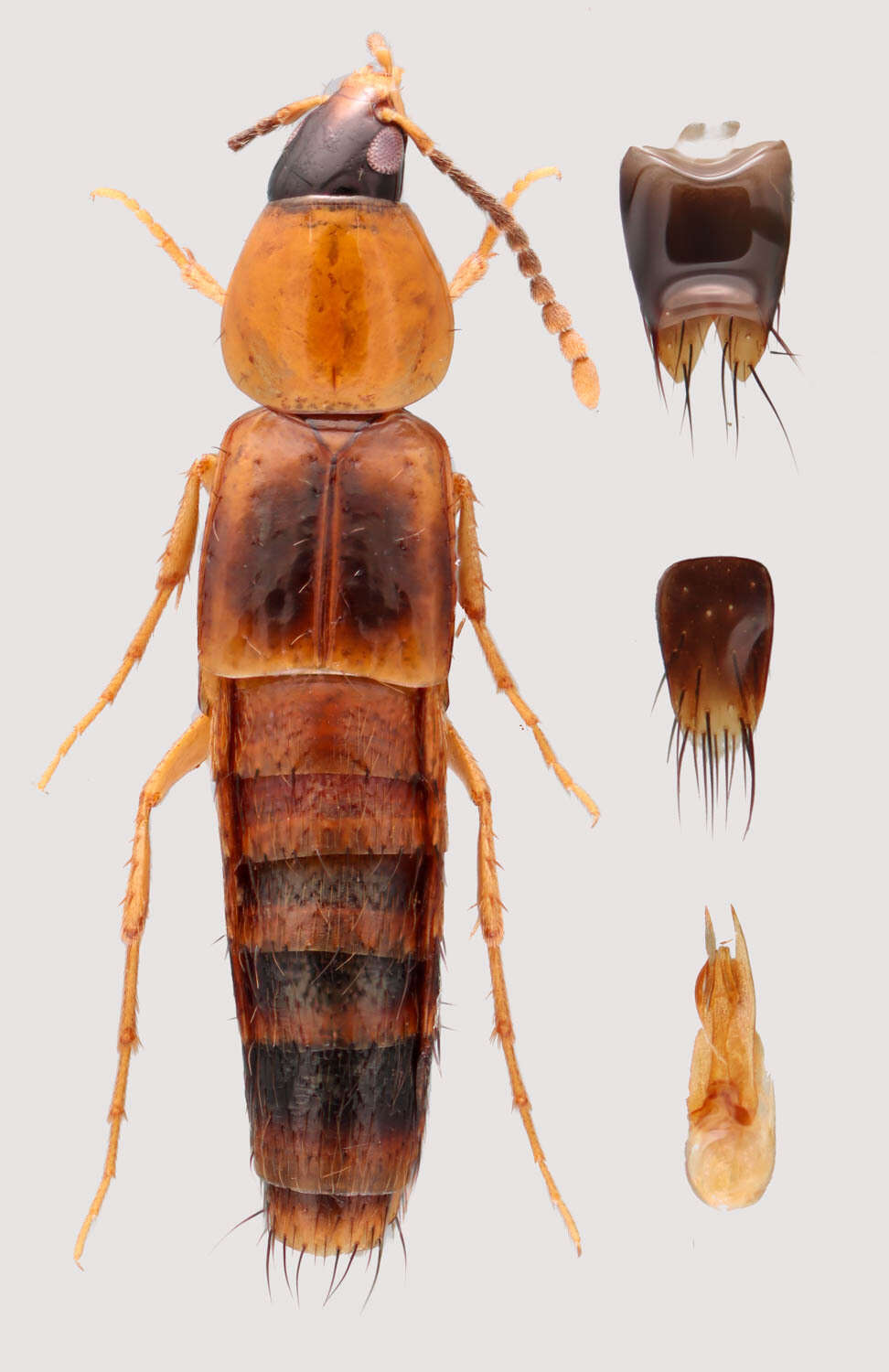 Image of Ischnosoma pictum (Horn 1877)