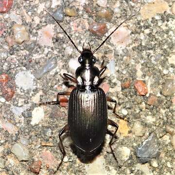 Image of Agonum (Olisares) texanum (Le Conte 1878)