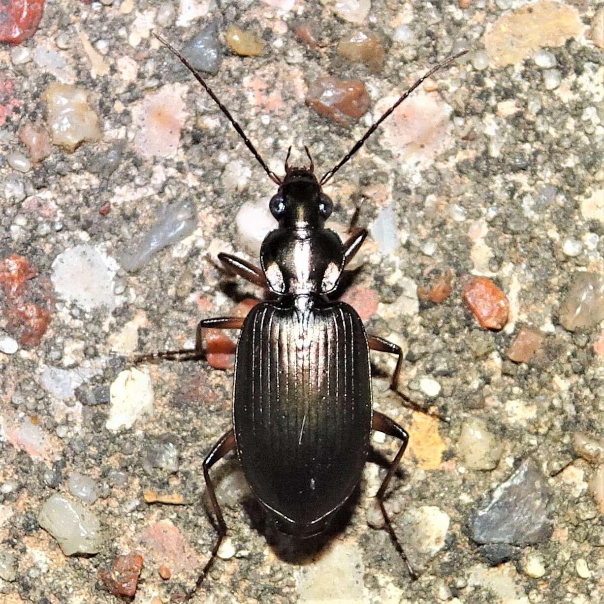 Agonum (Olisares) texanum (Le Conte 1878)的圖片