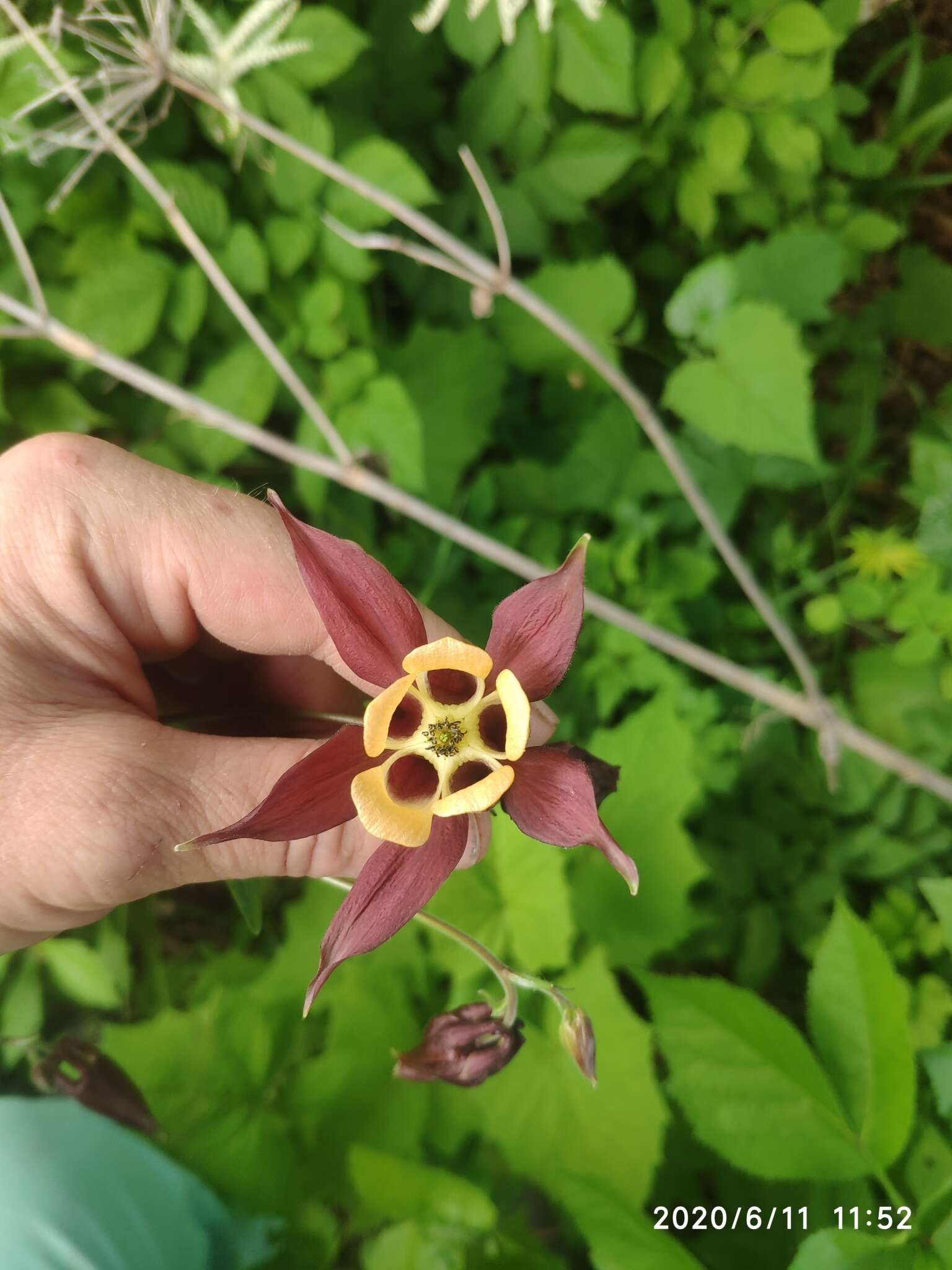 Image of Aquilegia oxysepala Trautv. & C. A. Mey.