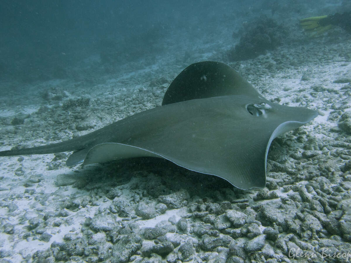 Image of Pink Whipray