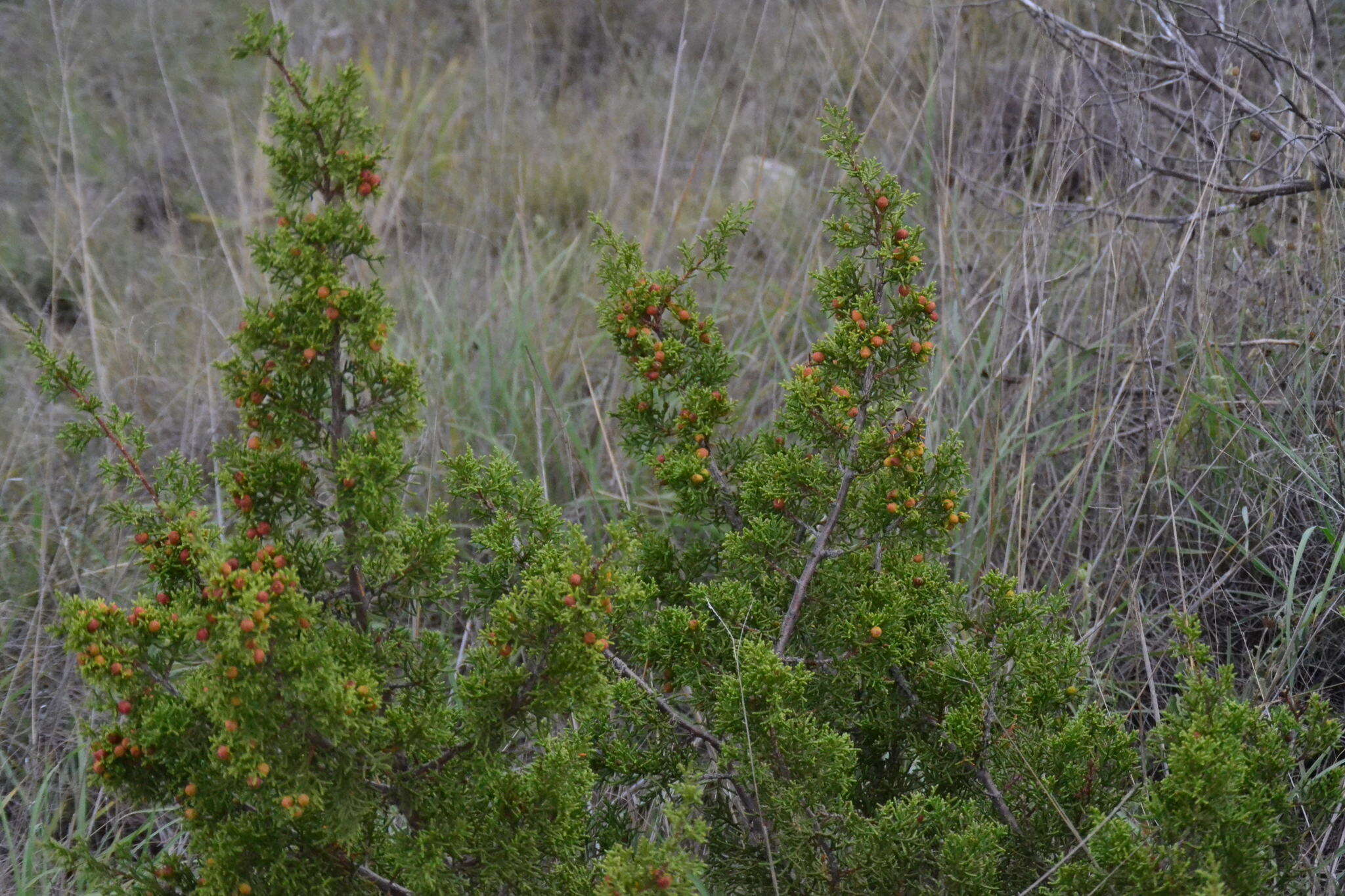 Image of Pinchot's juniper