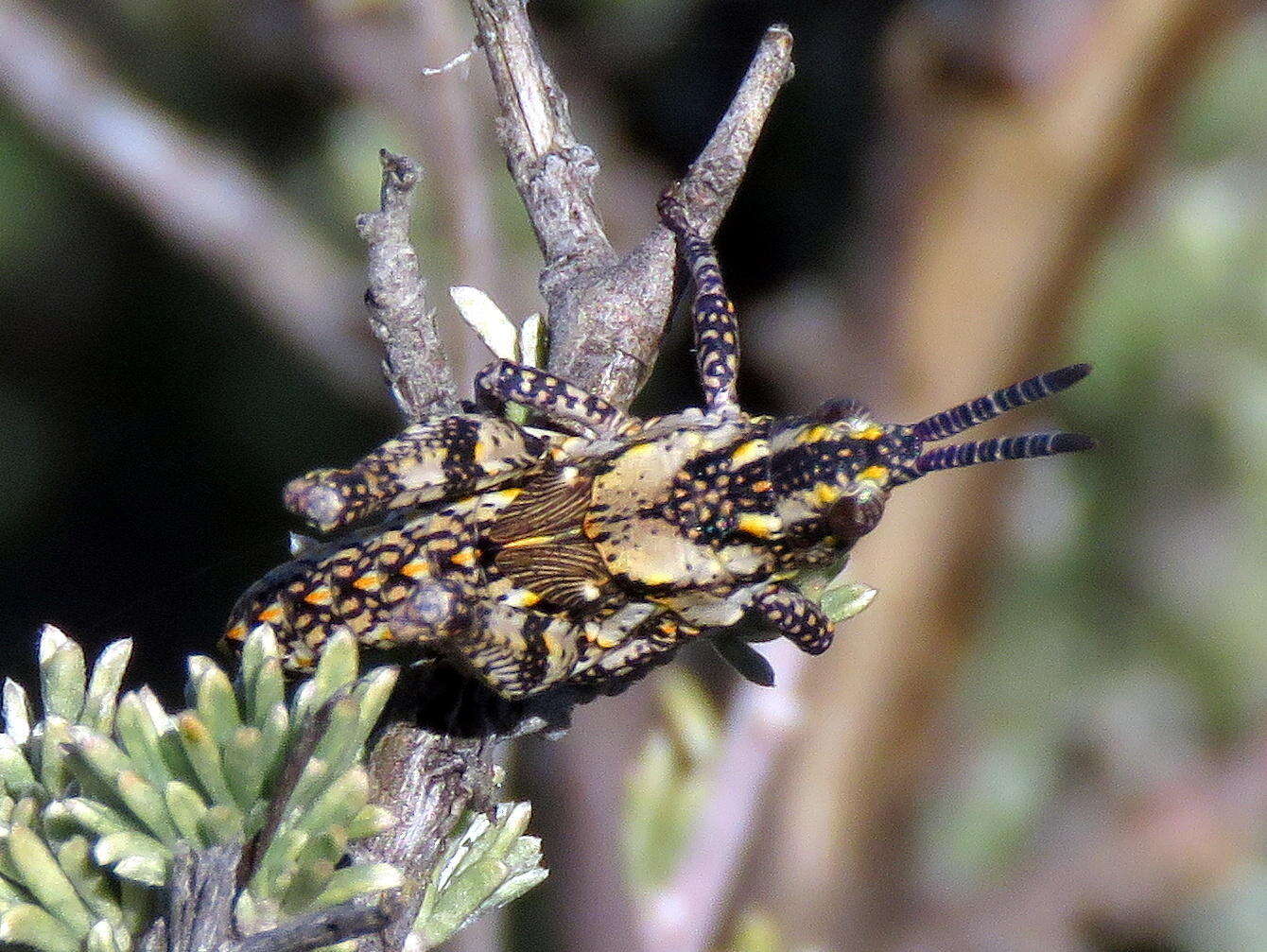 Image de Ochrophlebia cafra cafra (Linnaeus 1764)