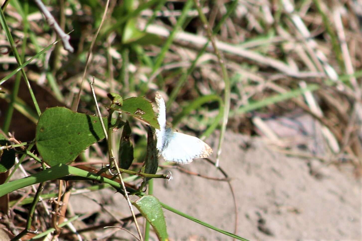 Image of Turk's-Cap White-Skipper