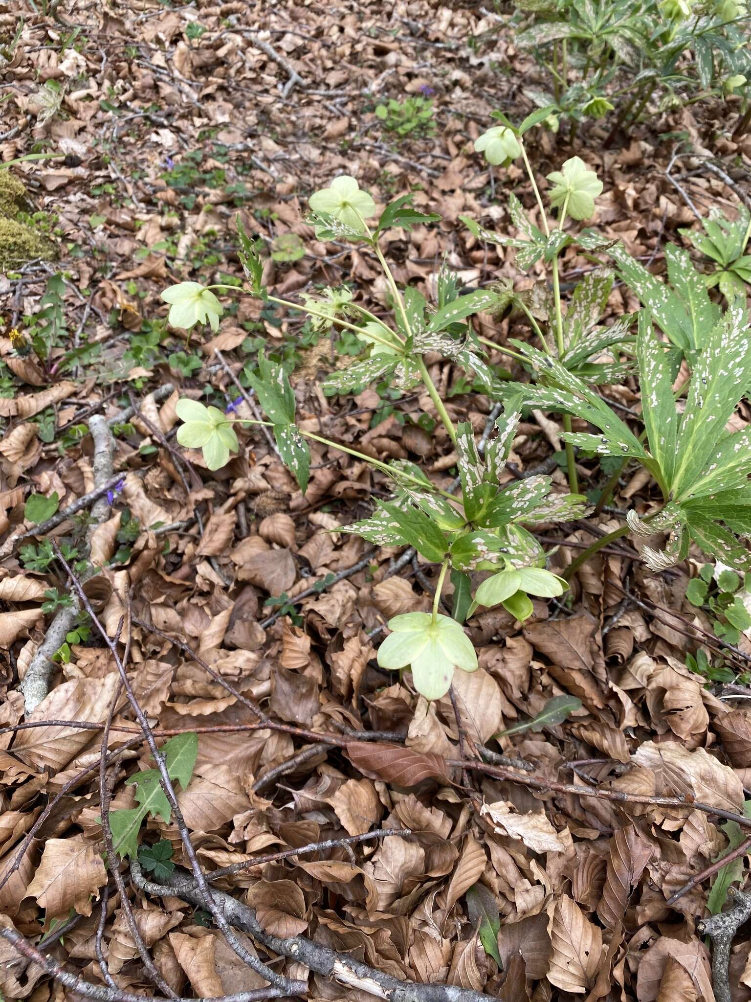 Image of Helleborus viridis subsp. occidentalis (Reuter) Schifner