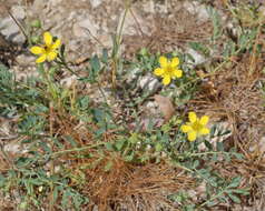 Image de Sibbaldianthe bifurca subsp. orientalis (Juz.) Kurtto & T. Erikss.