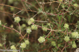 Image of Thymus albicans Hoffmanns. & Link