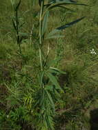 Image of tall tickseed