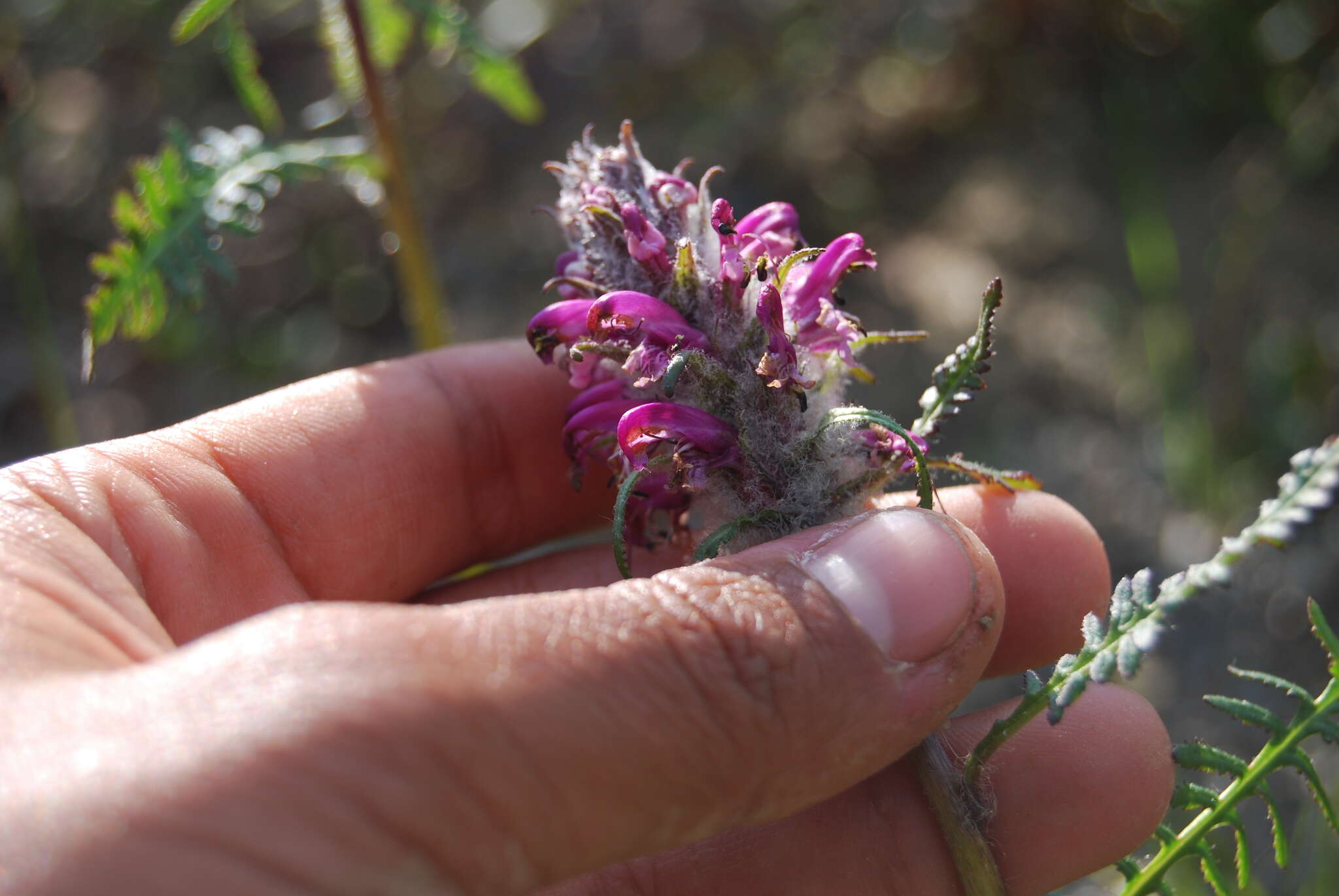 Image of Purple-Rattle