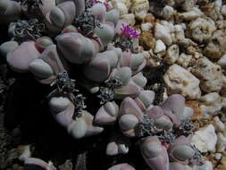 Imagem de Gibbaeum pubescens (Lettsom ex Haw.) N. E. Br.