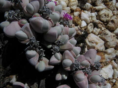 Imagem de Gibbaeum pubescens (Lettsom ex Haw.) N. E. Br.