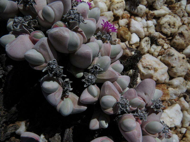 Imagem de Gibbaeum pubescens (Lettsom ex Haw.) N. E. Br.