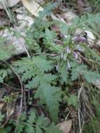 Image of Dudley's lousewort