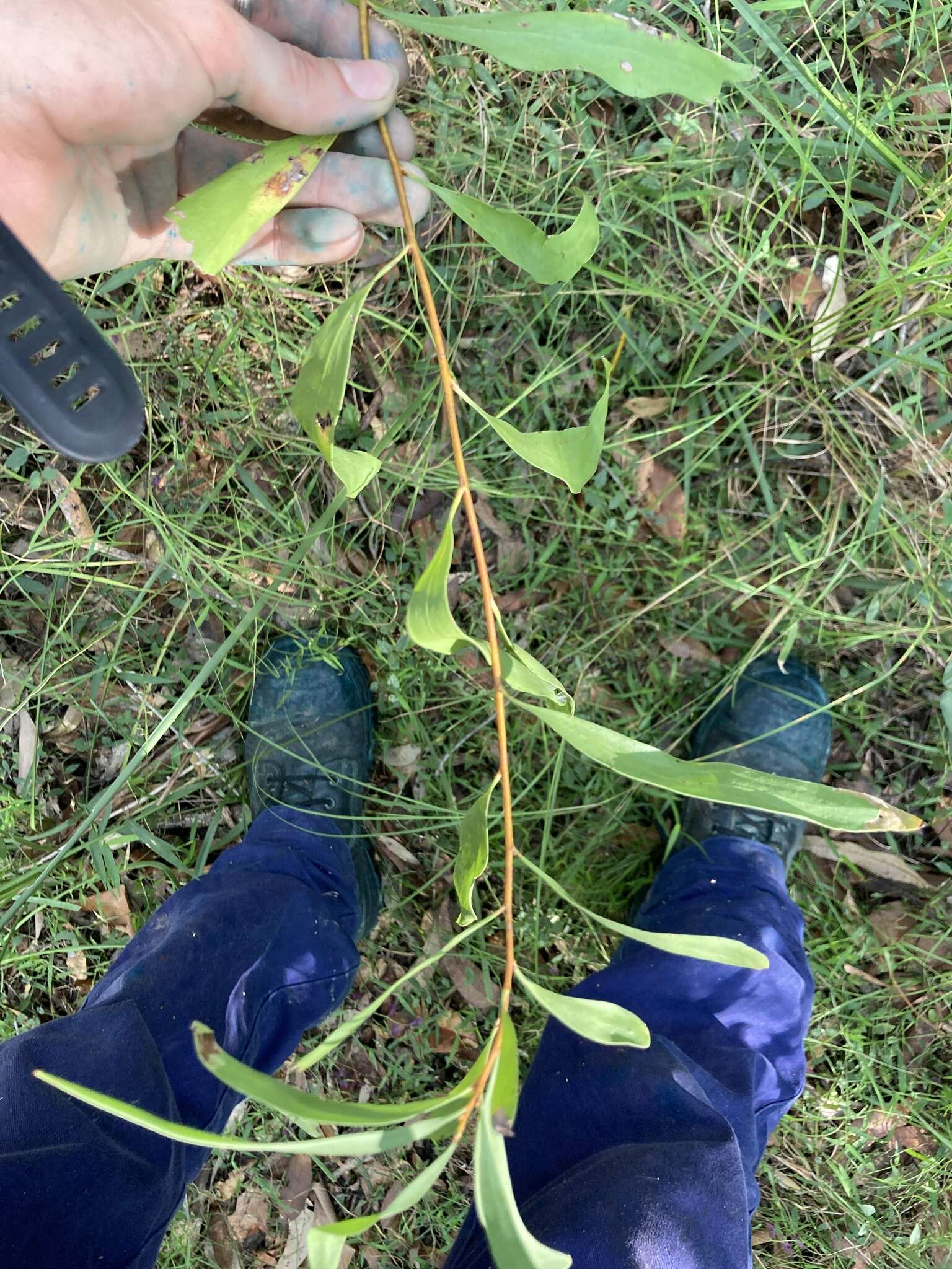 Image of Hakea florulenta Meissner