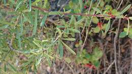 Image of European buckthorn