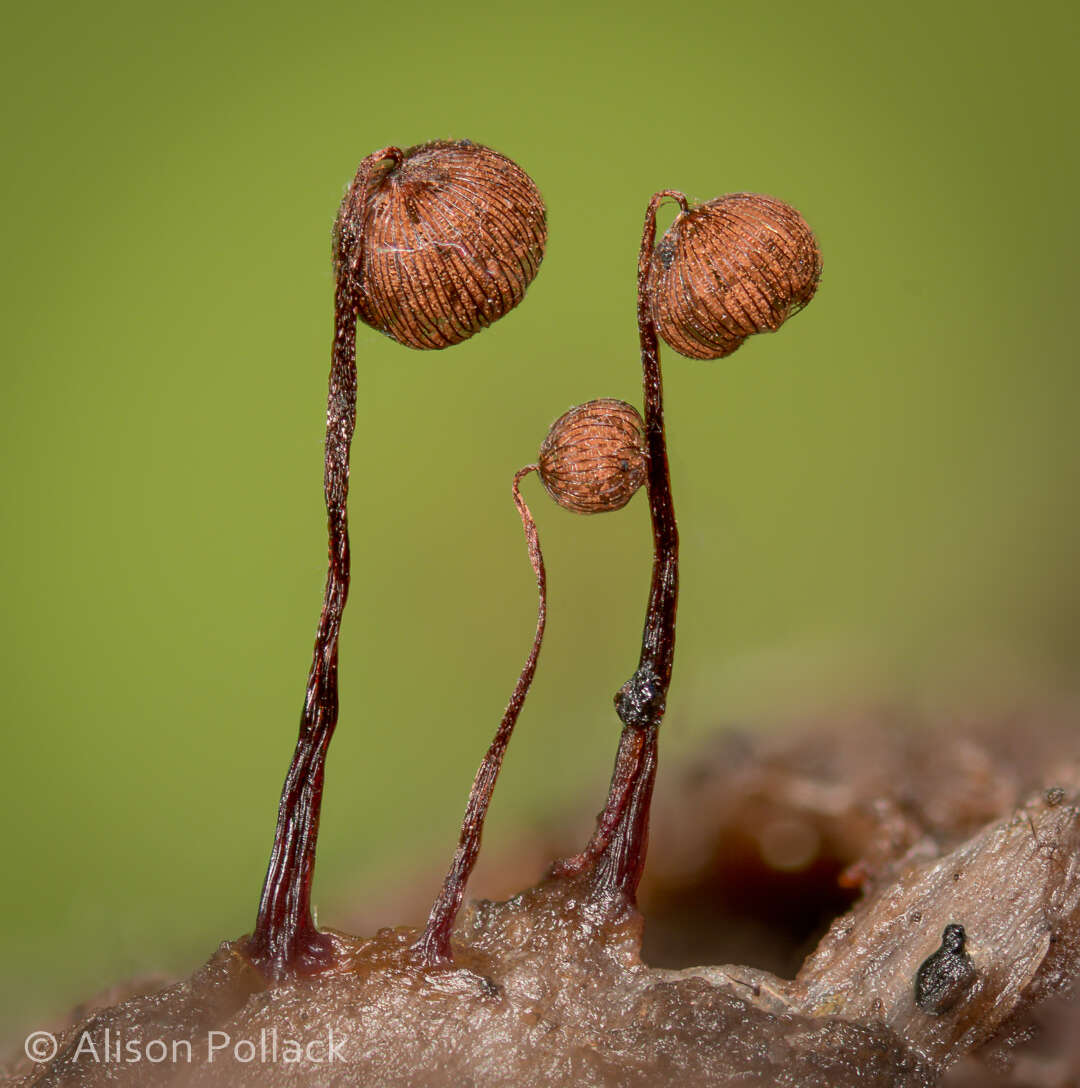 Image of Cribraria cancellata