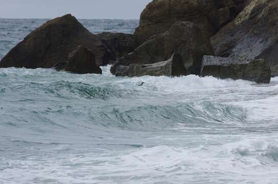 Image of Fiordland Crested Penguin