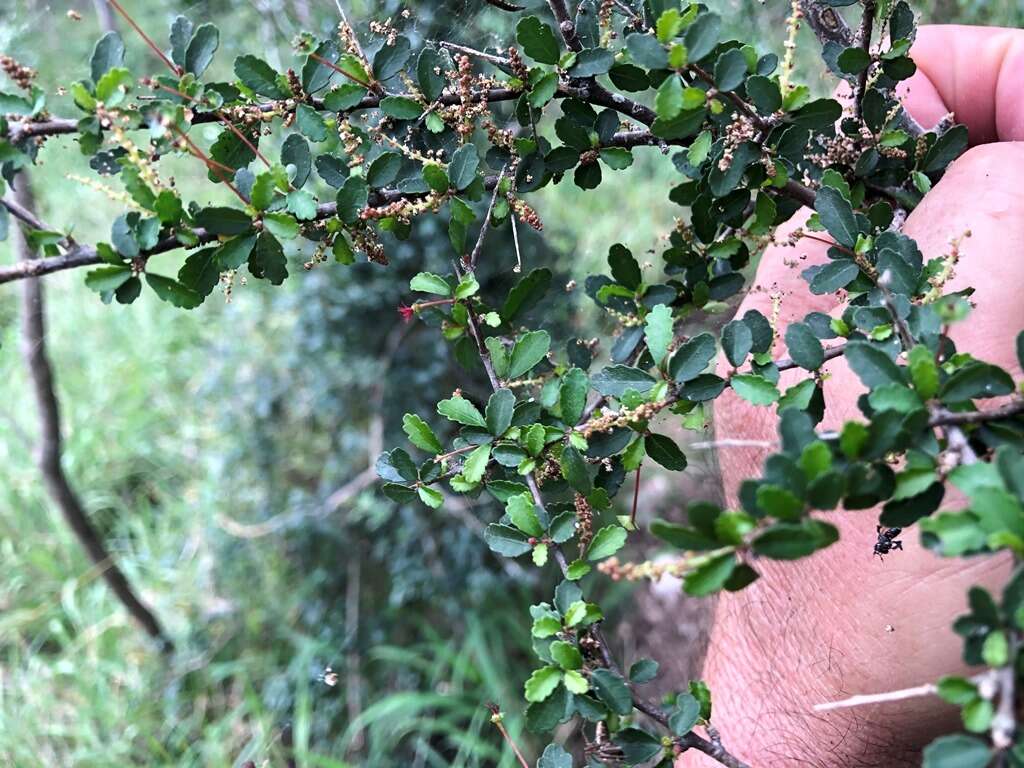 Imagem de Acalypha capillipes Müll. Arg.