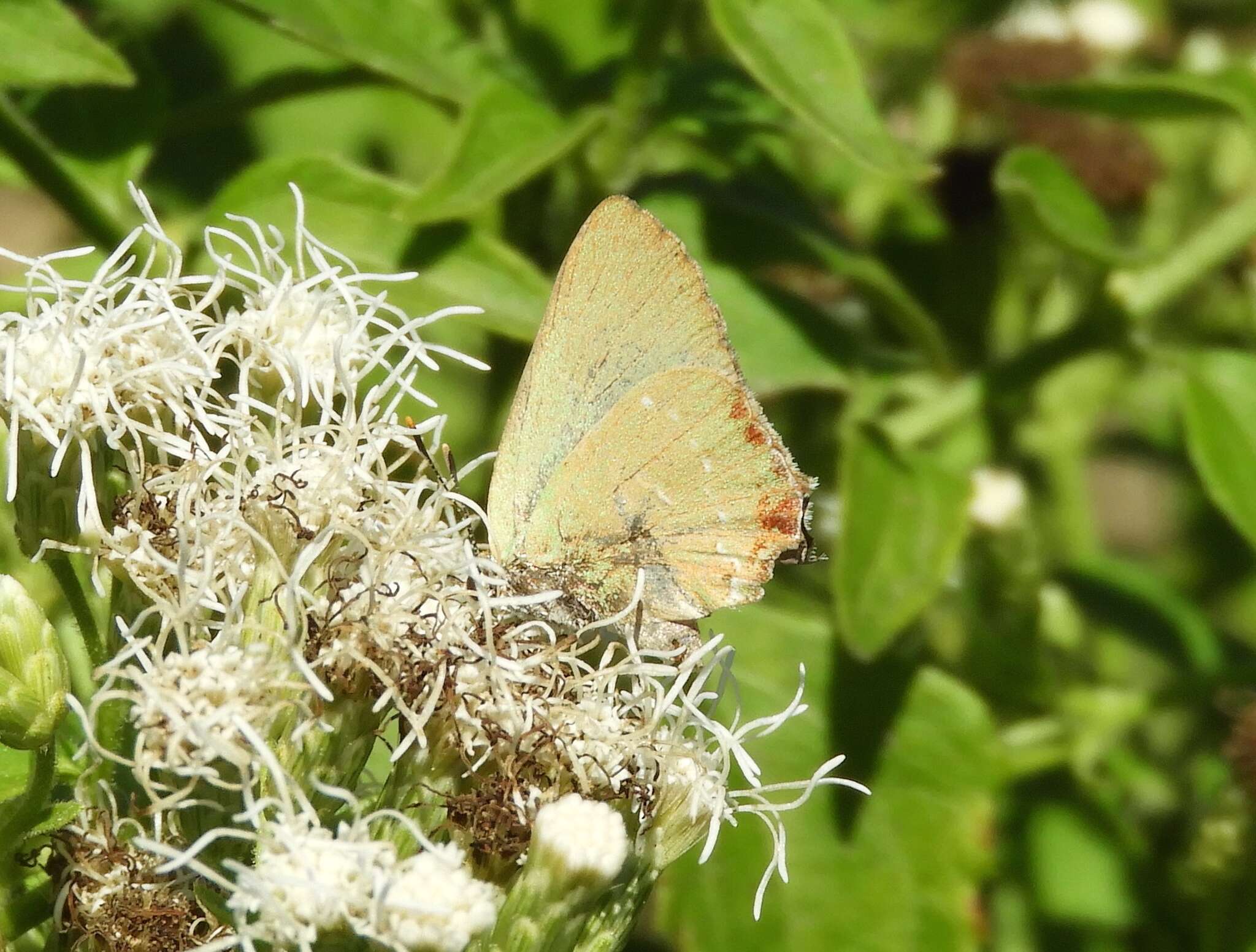 Image of Cyanophrys miserabilis (Clench 1946)