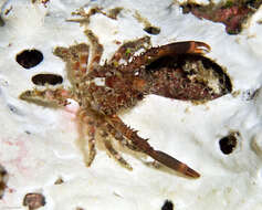 Image of Schizophrys White 1848