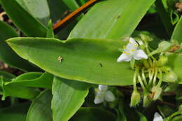 Image of succulent spiderwort