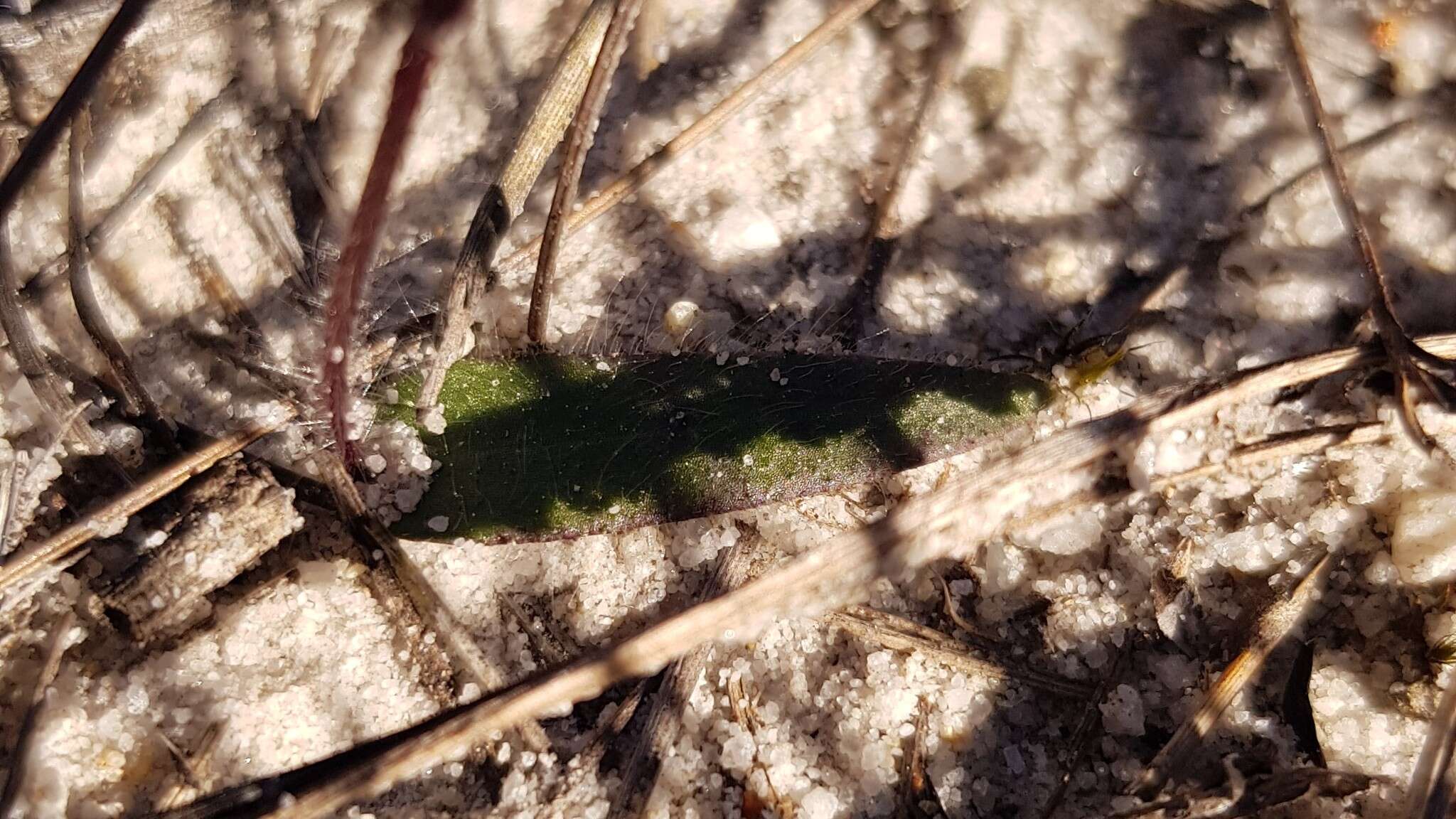 Image of Small waxlip orchid