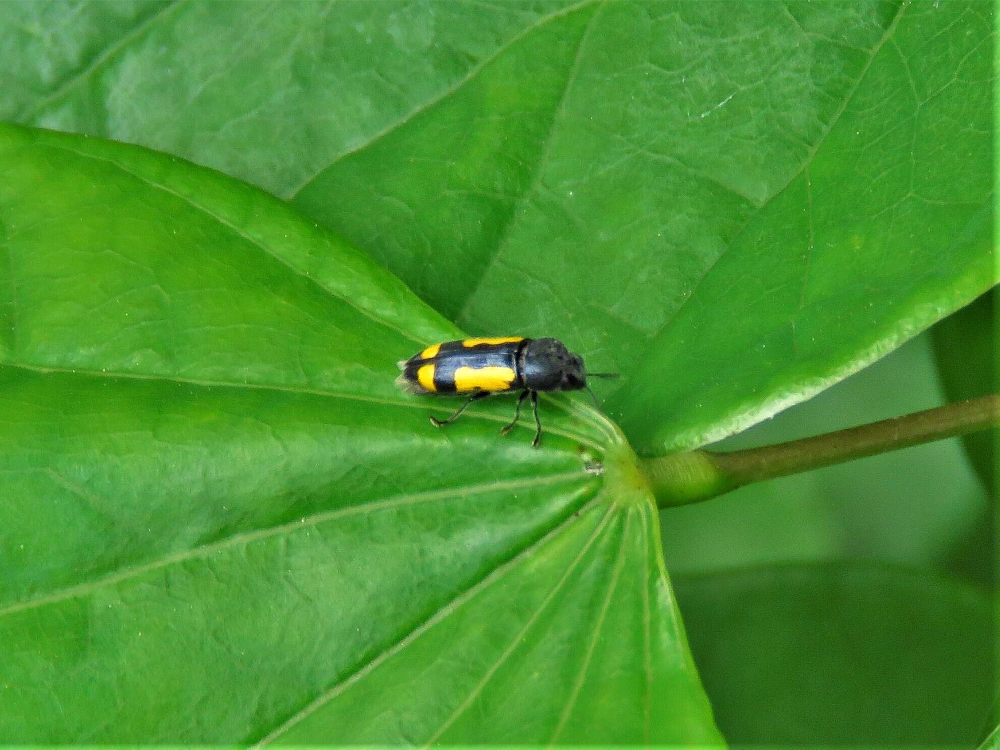 Ptosima gibbicollis (Say 1823)的圖片