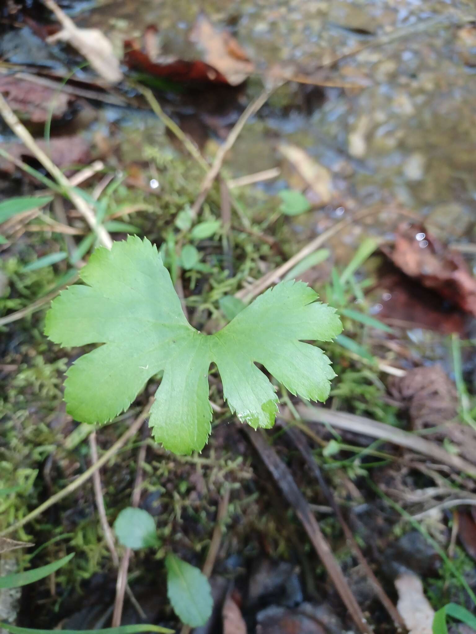 Слика од Trautvetteria caroliniensis var. occidentalis (A. Gray) C. L. Hitchc.