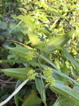 Image of Smilax lanceifolia Roxb.