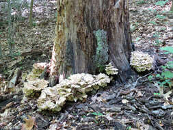 Image de Polypore de Sumstine