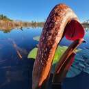 Image of Sarracenia minor var. okefenokeensis D. E. Schnell