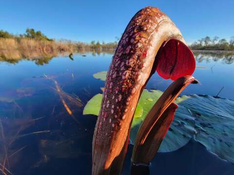 Image of Sarracenia minor var. okefenokeensis D. E. Schnell