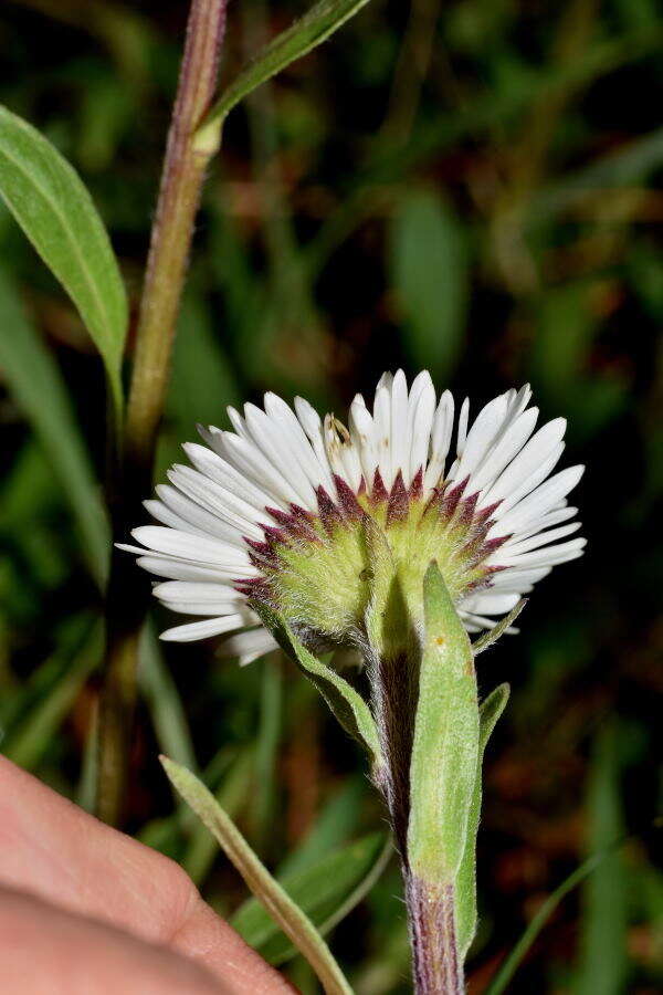 Plancia ëd Erigeron galeottii (Hemsl.) Greene