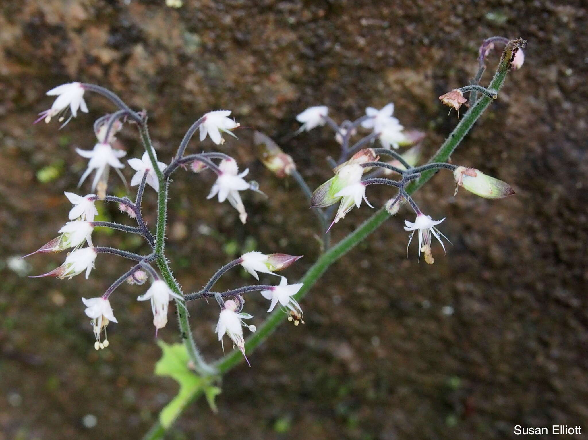 Image of threeleaf foamflower