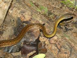 Image of South American Forest Racer