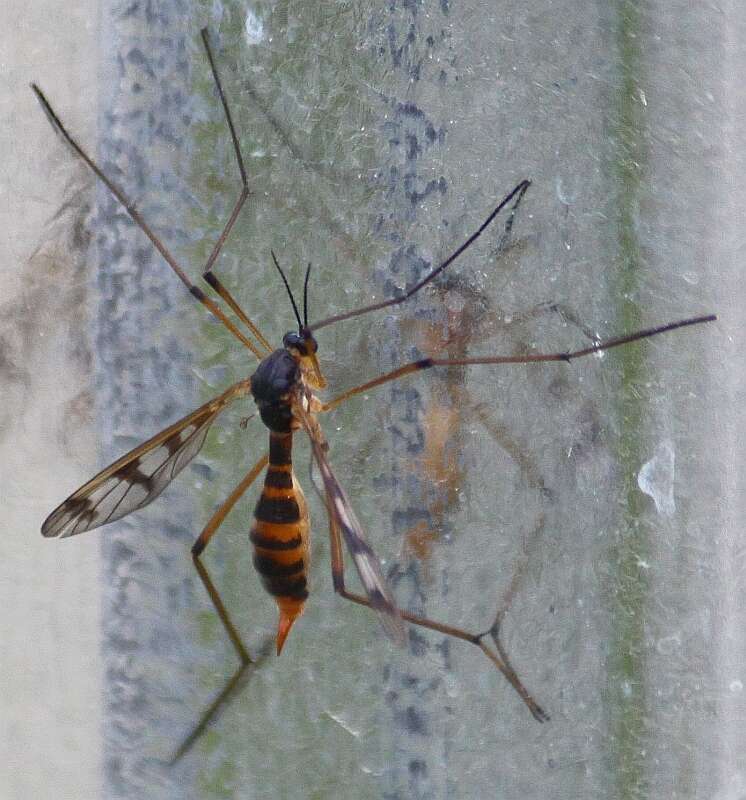 Image de Ptychoptera quadrifasciata Say 1824