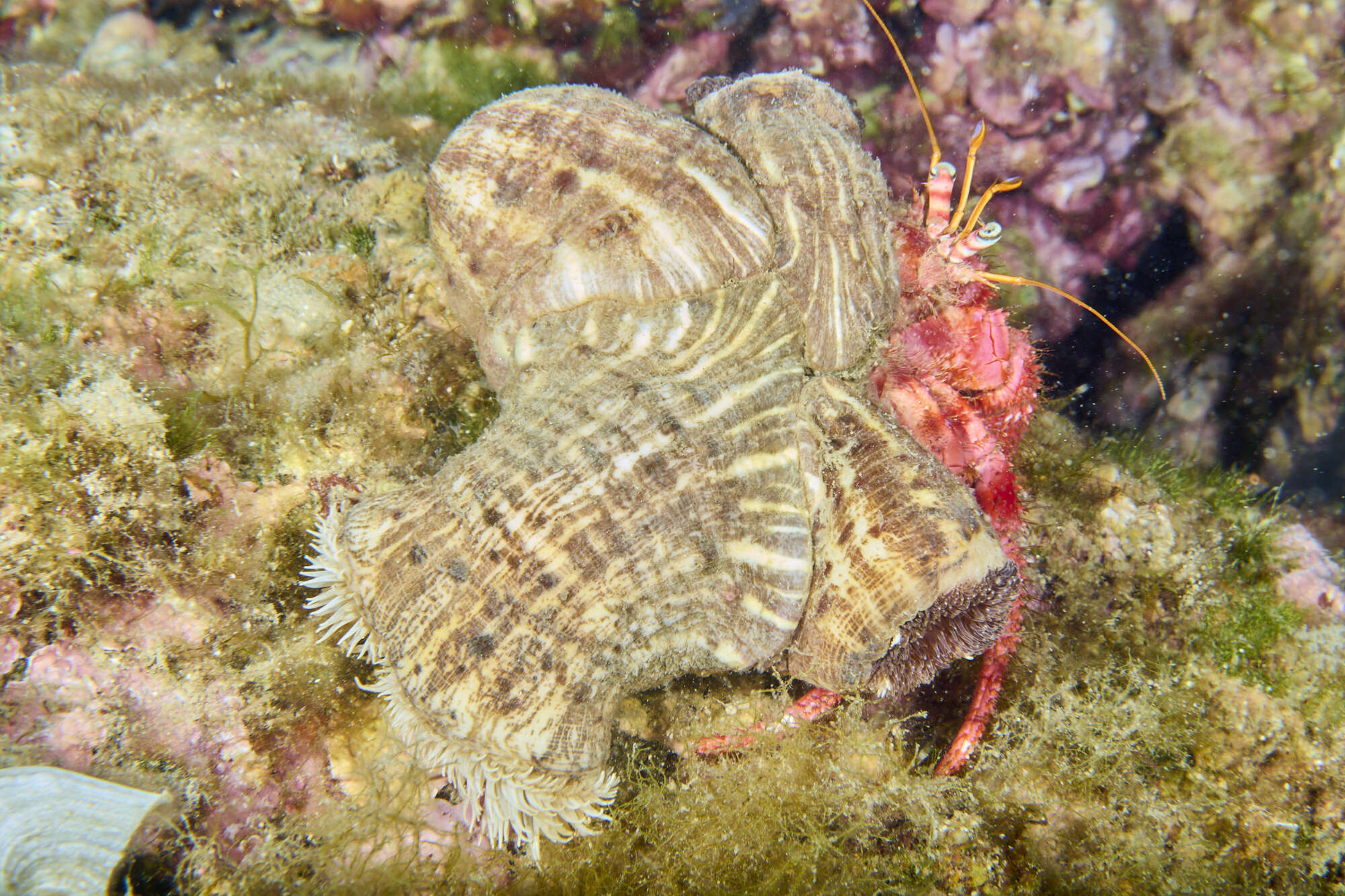 Image of Mediterranean hermit crab