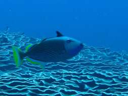 Image of Gilded triggerfish