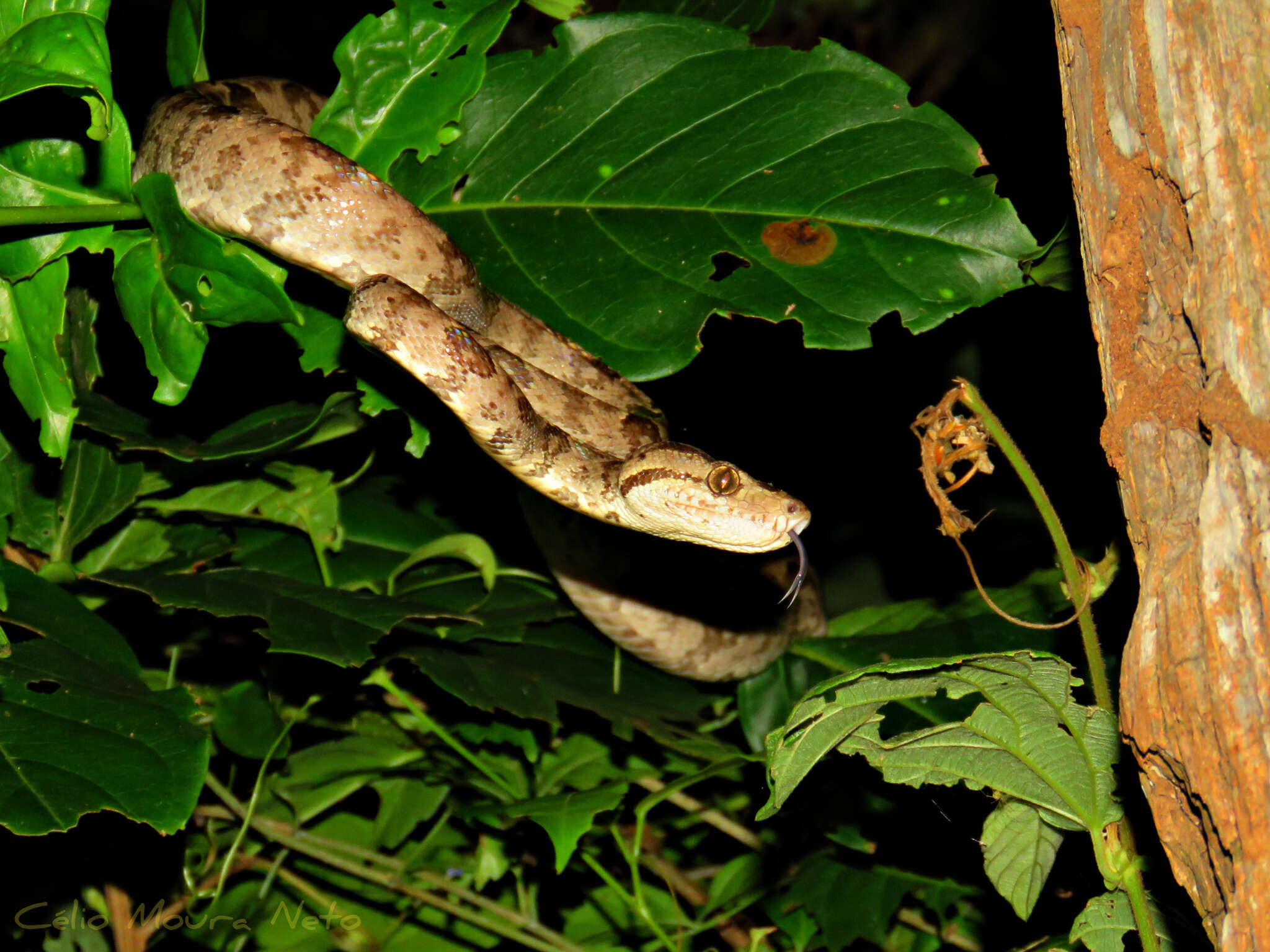 Image of Corallus hortulana (Linnaeus 1758)