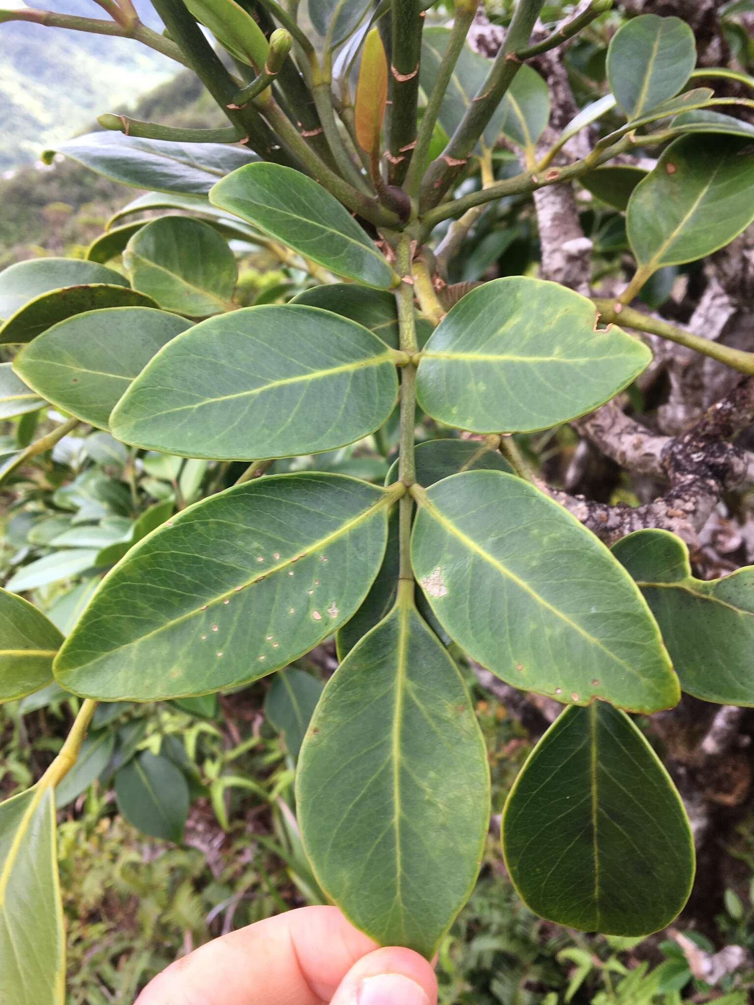 Polyscias oahuensis (A. Gray) Lowry & G. M. Plunkett的圖片