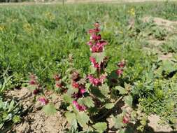 Image of Lamium orientale (Fisch. & C. A. Mey.) E. H. L. Krause