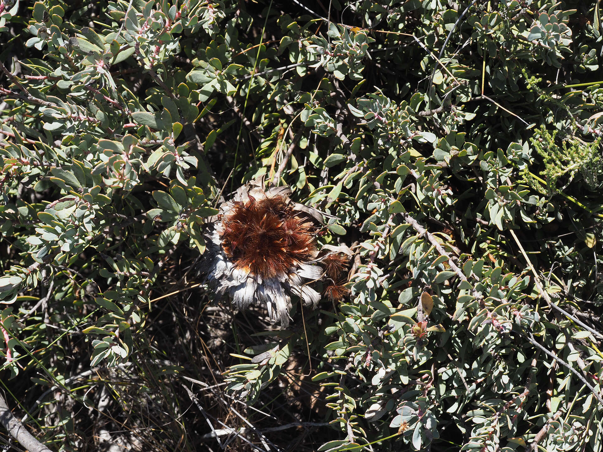 Image de Protea sulphurea Phillips