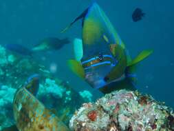 Image of Blue Ring Angelfish