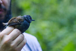 Image of Dull-mantled Antbird