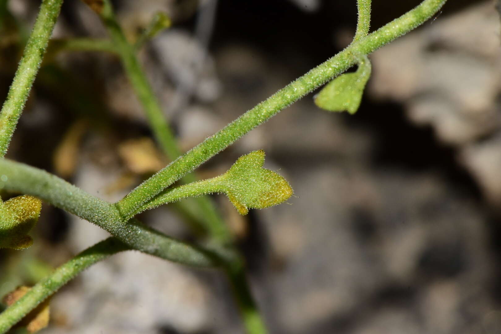 Image of three-lobed rockdaisy