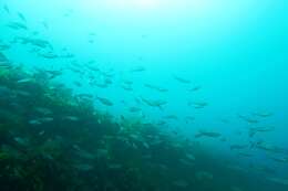 Image of Australian herring