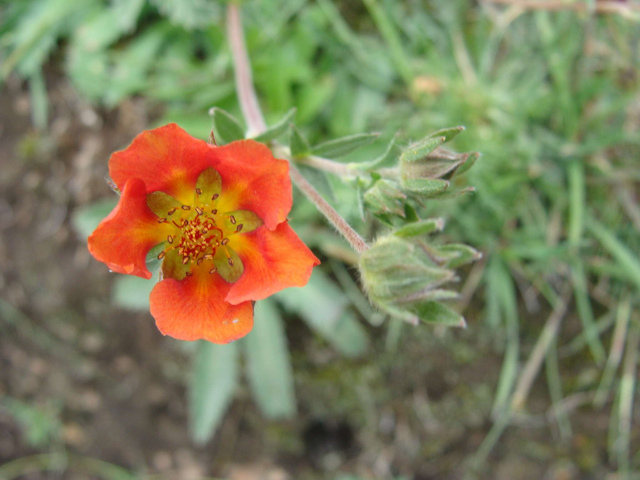 Image of Potentilla ehrenbergiana Schltdl.