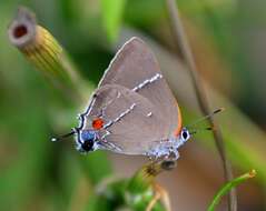 Image of White-M Hairstreak