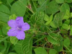 Plancia ëd Ruellia lactea Cav.