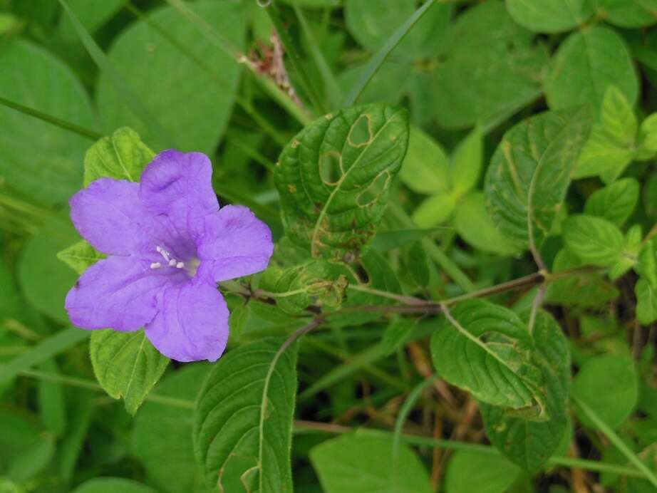 Plancia ëd Ruellia lactea Cav.